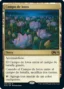 MTG Canarias - Campo de lotos